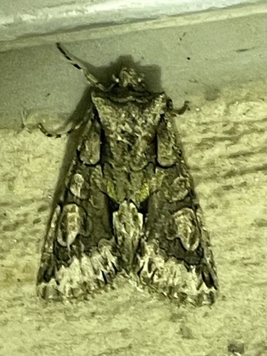 Green-brindled Crescent