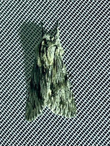 Sprawler