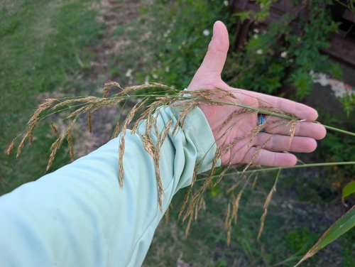Sorghum bicolor observed 2026-10-20