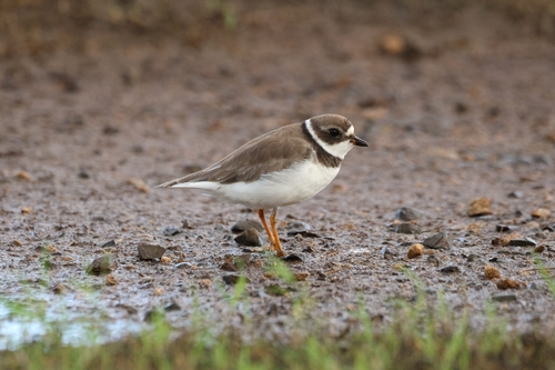 Charadrius, 2026-10-20