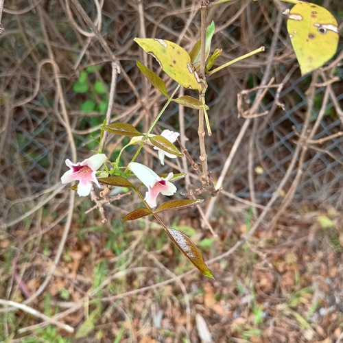 Pandorea pandorana observed 2026-10-21