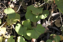 Dichondra occidentalis