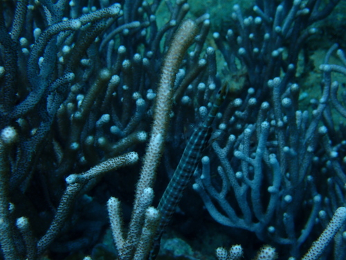 Aulostomus chinensis observed 2026-10-20