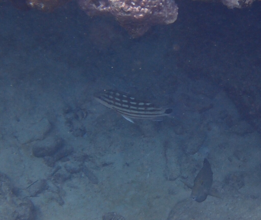 Checkered Seaperch