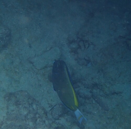 Acanthurus nigricans observed 2026-10-20
