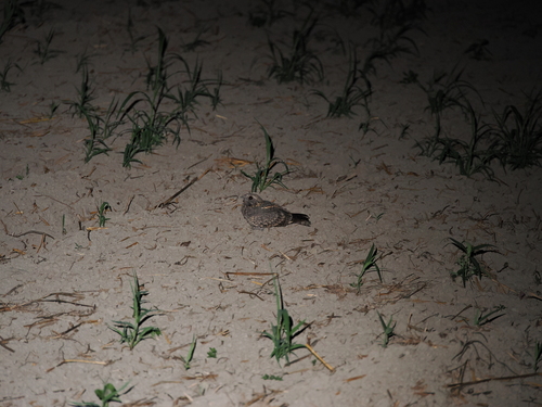 Caprimulgus affinis observed 2026-10-19