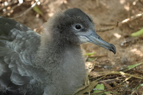 Puffinus pacificus observed 2026-10-20