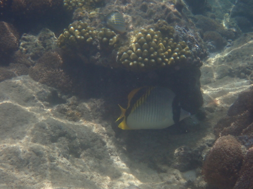 Chaetodon lineolatus observed 2026-10-20