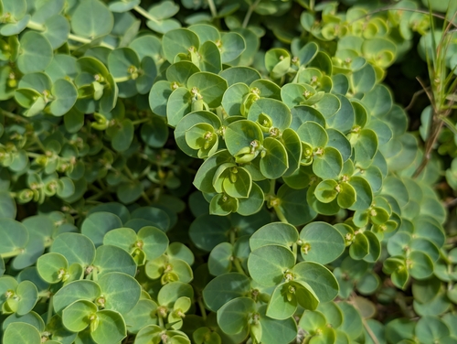 Euphorbia degeneri observed 2026-10-20