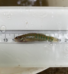 Etheostoma gracile
