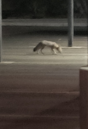 San Joaquin Kit Fox