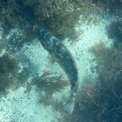 Lethrinus observed 2026-10-21