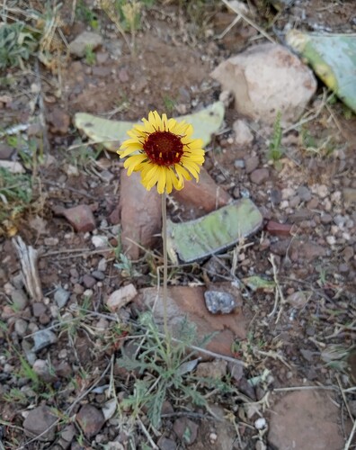 Red Dome Blanketflower
