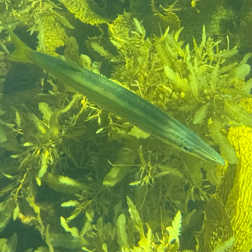 Sphyraena obtusata observed 2026-10-21