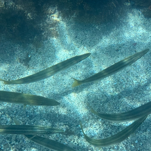 Sphyraena obtusata observed 2026-10-21