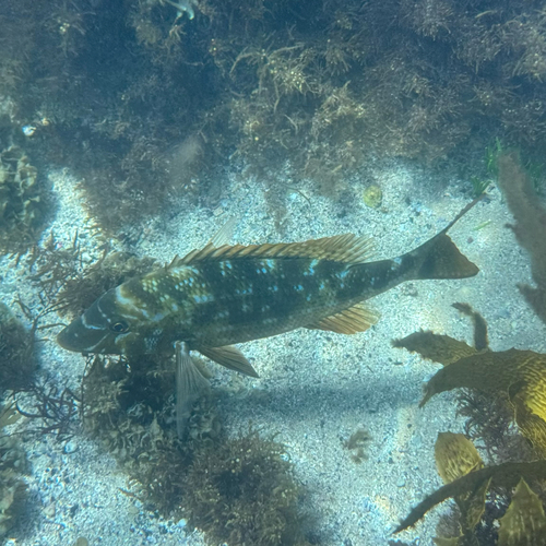 Lethrinus observed 2026-10-21