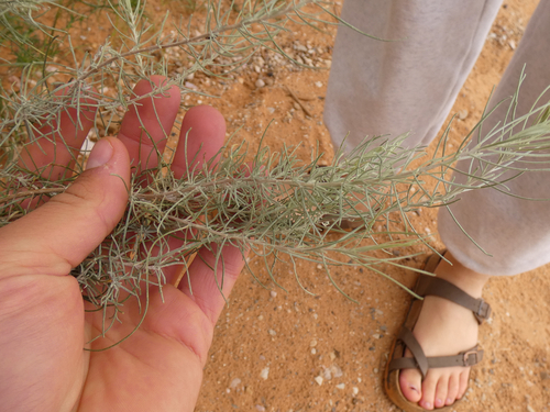 Artemisia filifolia, 2026-10-18