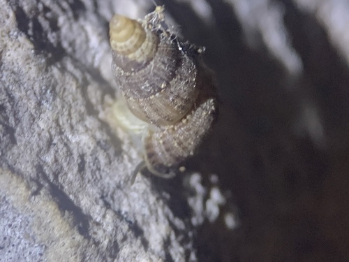 Parachondria dentata observed 2026-10-17