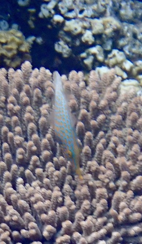 Oxymonacanthus longirostris observed 2026-10-20