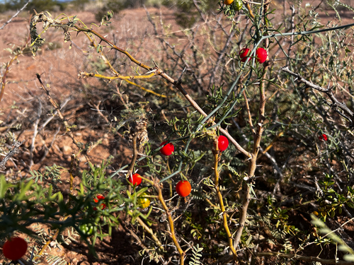 Slimlobe Globeberry
