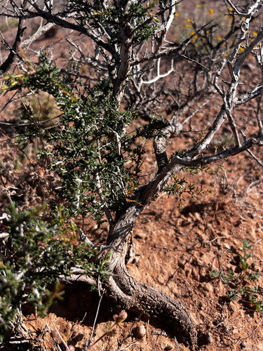 little buckthorn