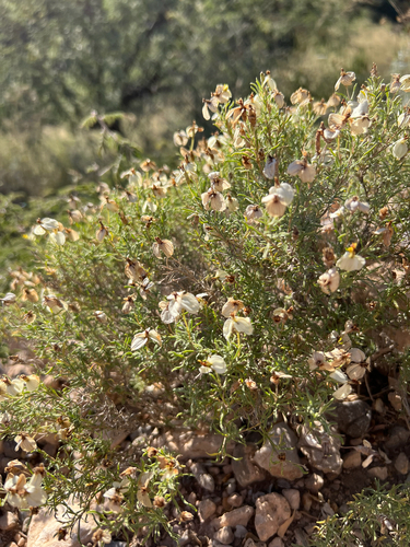 desert zinnia