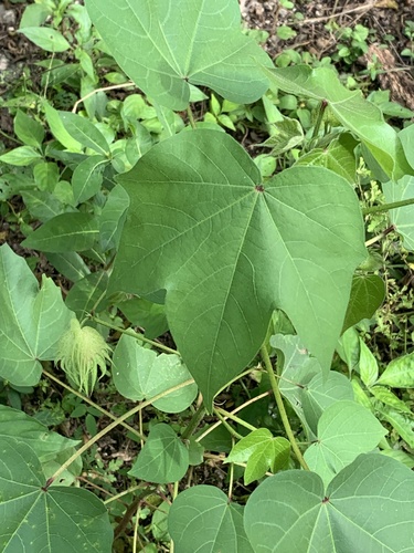 Gossypium hirsutum observed 2026-10-17