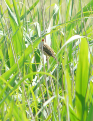 Acrocephalus scirpaceus