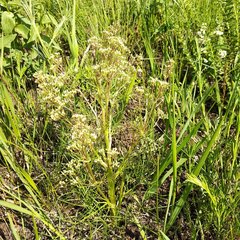Trinia multicaulis