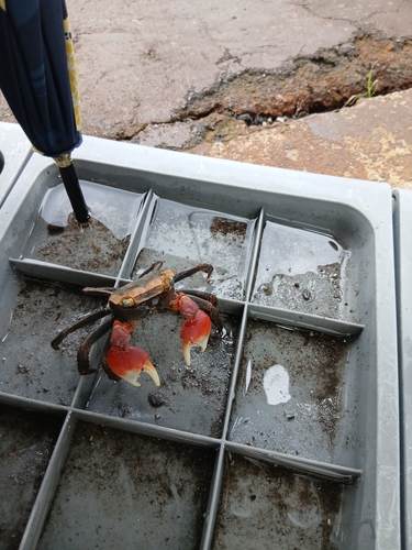 Chiromantes haematocheir observed 2026-10-21