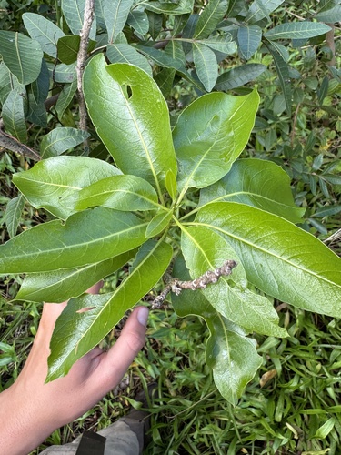 Sapindus oahuensis observed 2026-10-20