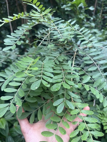 Sophora chrysophylla observed 2026-10-20