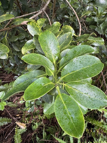 Ilex anomala observed 2026-10-20