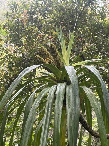 Freycinetia arborea observed 2026-10-20