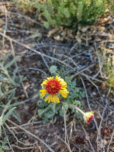 red dome blanketflower