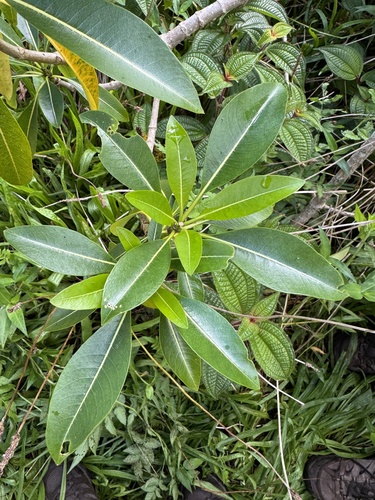 Rauvolfia sandwicensis, 2026-10-20