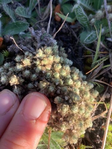 Pimelea sericeovillosa observed 2026-10-12