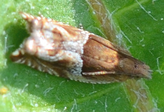 Ancylis comptana