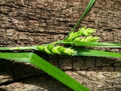 Carex grisea