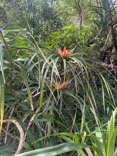 Freycinetia arborea observed 2026-10-20