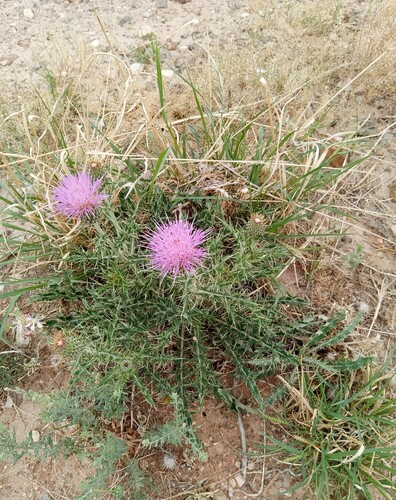 yellowspine thistle