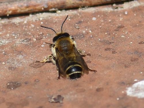 Banded Mud Bee, Groesbeek, Nederland, photo 10 of 10