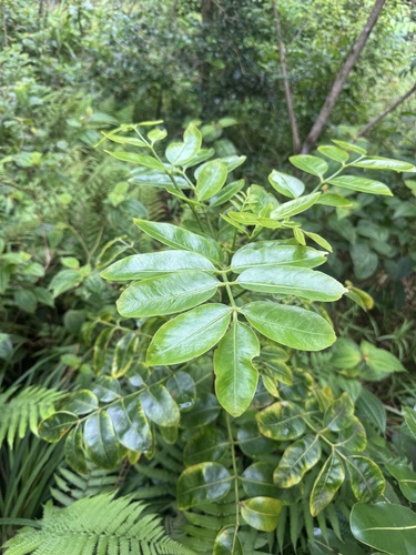 Polyscias oahuensis, 2026-10-20