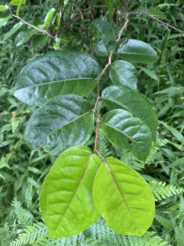 Antidesma platyphyllum observed 2026-10-20