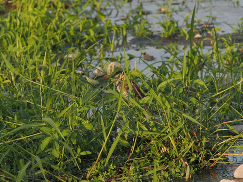 Rostratula benghalensis observed 2026-10-13