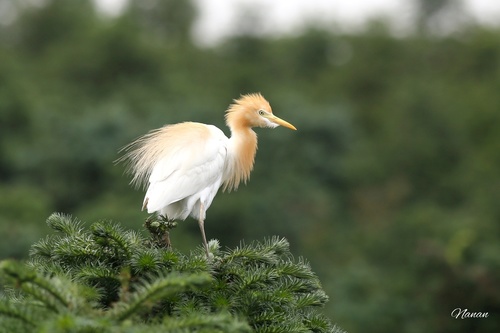 Eastern Cattle-Egret