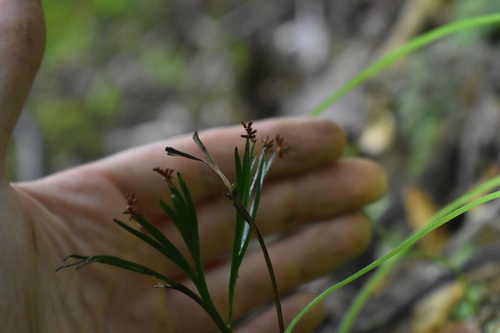 Schizaea dichotoma observed 2026-10-21