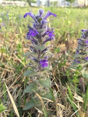 Ajuga multiflora