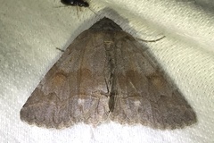 Zale submediana
