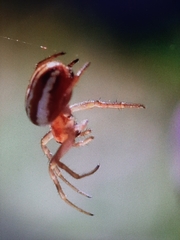 Araneus pratensis